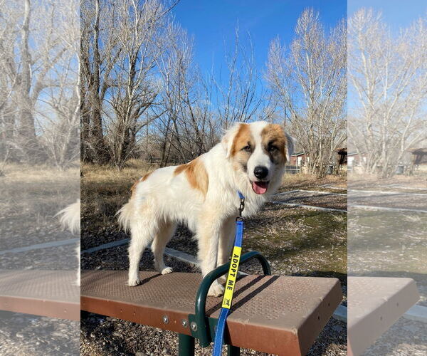 Medium Photo #1 Great Pyrenees Puppy For Sale in Bountiful, UT, USA