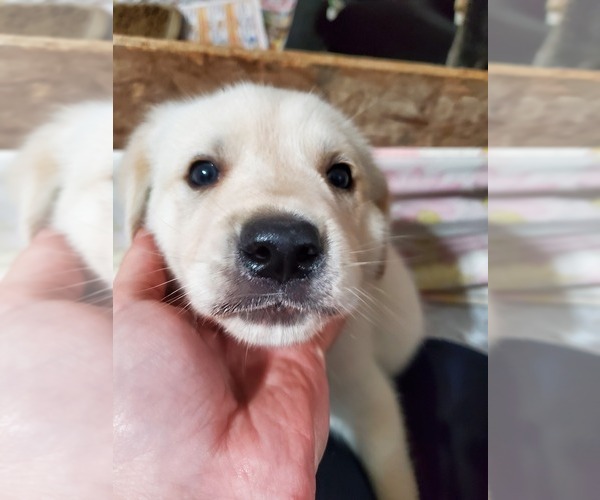 Medium Photo #33 Goberian Puppy For Sale in BEAVER DAM, WI, USA