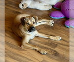 Small #1 Mutt