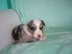 Small Photo #1 Miniature Australian Shepherd Puppy For Sale in ATLANTIC BEACH, FL, USA
