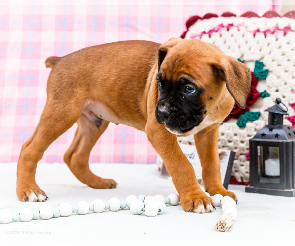 Medium Photo #3 Boxer Puppy For Sale in WAKARUSA, IN, USA