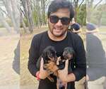 Puppy Black Female Doberman Pinscher