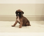 Small Photo #26 Boxer Puppy For Sale in DENVER, PA, USA
