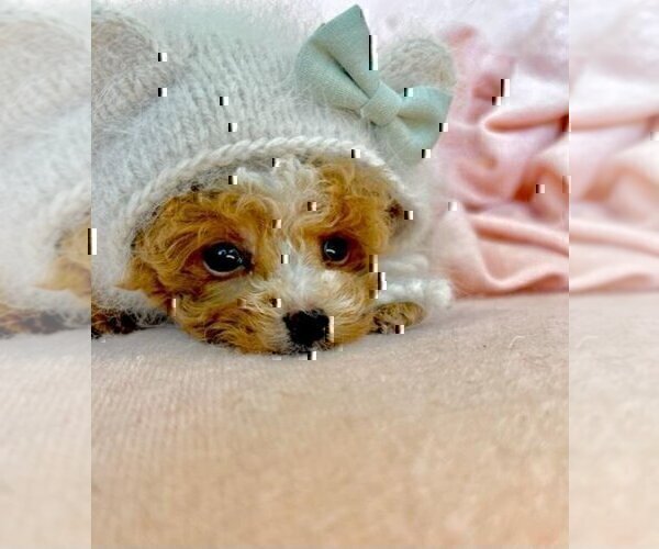 Medium Photo #9 Poodle (Toy) Puppy For Sale in THONOTOSASSA, FL, USA