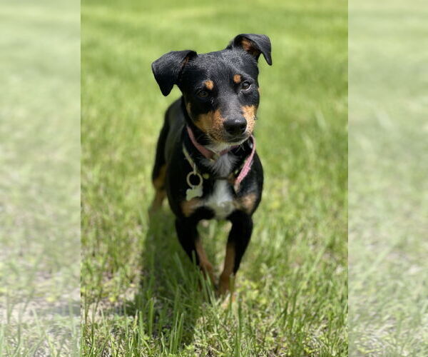 Medium Photo #1 Doxie-Pin Puppy For Sale in Pensacola, FL, USA
