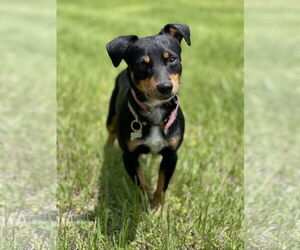 Doxie-Pin Dogs for adoption in Pensacola, FL, USA