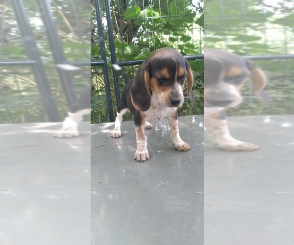 Medium Photo #1 Beagle Puppy For Sale in LAFAYETTE, IN, USA