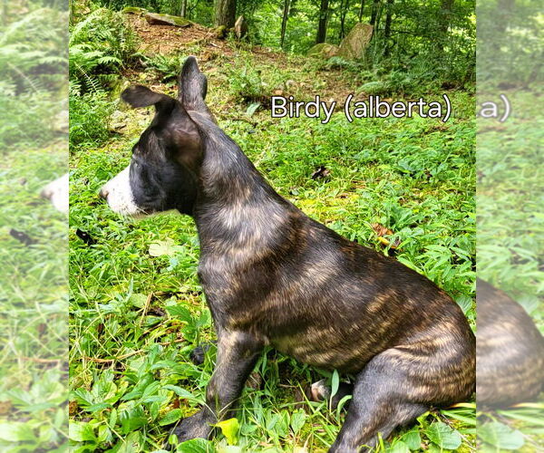 Medium Photo #3 Mutt Puppy For Sale in Ellijay, GA, USA