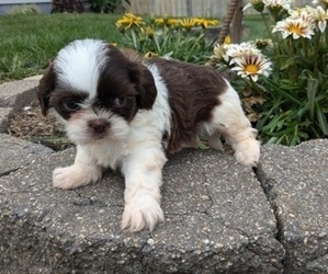 Shih Tzu Puppy for sale in GOSHEN, IN, USA