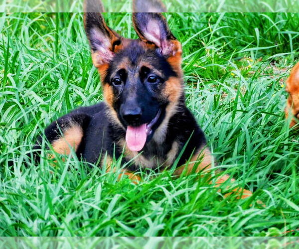 Medium Photo #2 German Shepherd Dog Puppy For Sale in NEW PORT RICHEY, FL, USA