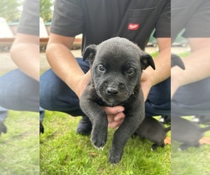 American Pit Bull Terrier-Golden Retriever Mix Puppy for sale in WHITE LAKE, WI, USA