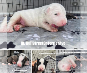 Bull Terrier Puppy for sale in PEMBROKE PINES, FL, USA