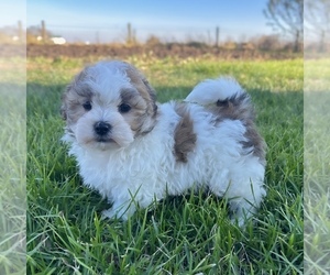 Zuchon Puppy for sale in FAIRBANK, IA, USA