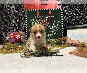 Pembroke Welsh Corgi Puppy for sale in ARTHUR, IL, USA