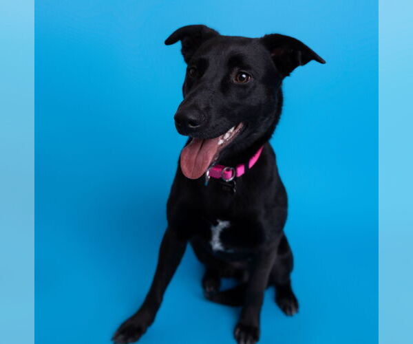 Medium Photo #4 Pointer-Unknown Mix Puppy For Sale in Fargo, ND, USA