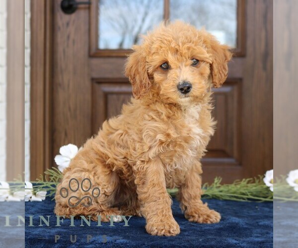Medium Photo #4 Goldendoodle (Miniature) Puppy For Sale in NARVON, PA, USA
