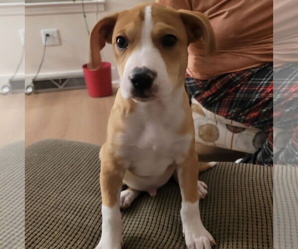 Medium Photo #1 Mutt Puppy For Sale in Holly Springs, NC, USA