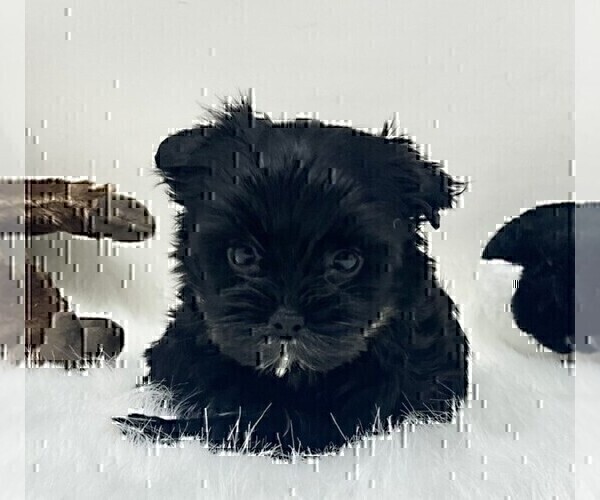 Medium Photo #22 Yorkshire Terrier Puppy For Sale in THONOTOSASSA, FL, USA