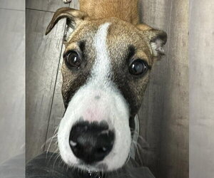 Mutt Dogs for adoption in Coralville, IA, USA