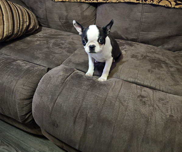 Medium Photo #7 Boston Terrier Puppy For Sale in AIKEN, SC, USA