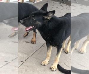Father of the German Shepherd Dog puppies born on 06/18/2025