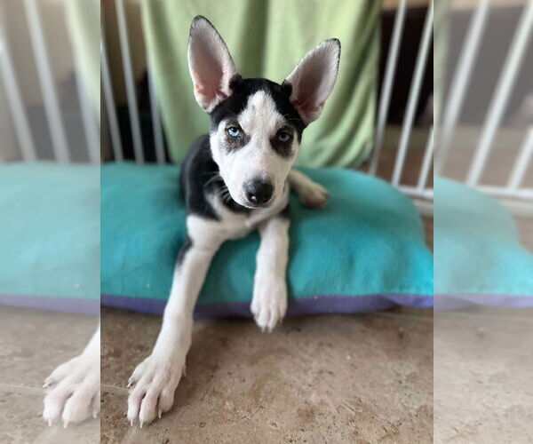 Medium Photo #5 Siberian Husky Puppy For Sale in Carrollton, TX, USA