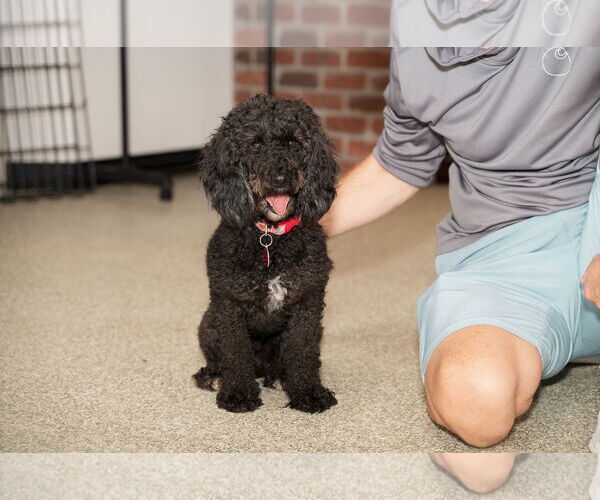 Medium Photo #4 Poodle (Miniature) Puppy For Sale in St. Louis Park, MN, USA