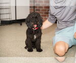 Small #3 Poodle (Miniature)