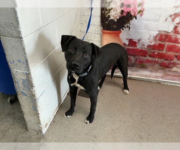 Medium Photo #1 Mutt Puppy For Sale in San Bernardino, CA, USA