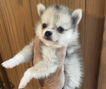 Small Photo #36 Pomsky Puppy For Sale in GOLDEN VALLEY, AZ, USA