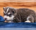 Small #9 Pomsky