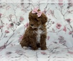 Small Photo #2 Poodle (Toy) Puppy For Sale in LAKELAND, FL, USA