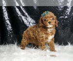Small Photo #77 Poodle (Miniature) Puppy For Sale in WARSAW, IN, USA