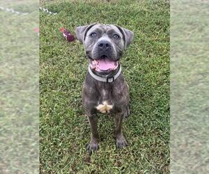 *KHIA - Female Mutt Dog for Adoption - Photo #2