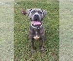 Small Photo #2 Mutt Puppy For Sale in Forestville, MD, USA