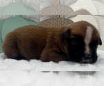 Small #1 Boxer