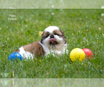 Small #7 Shih Tzu