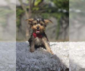 Yorkshire Terrier Puppy for Sale in INDIANAPOLIS, Indiana USA