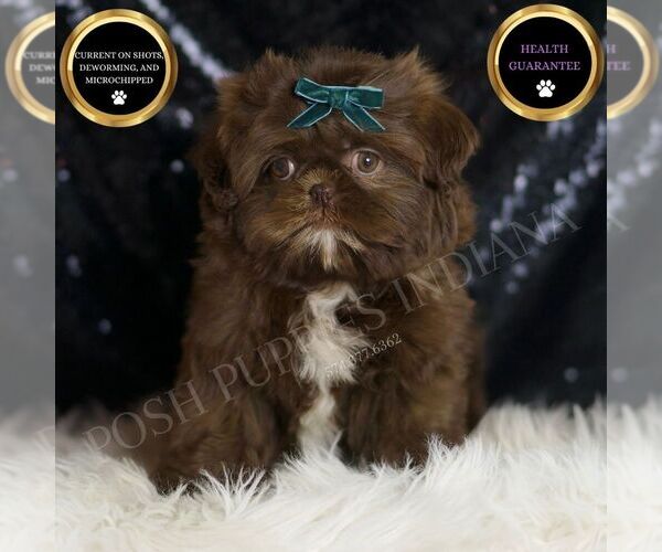 Medium Photo #6 Shih Tzu Puppy For Sale in WARSAW, IN, USA