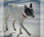 Small #2 Jack-Rat Terrier