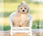 Small Photo #38 Maltipoo (Miniature) Puppy For Sale in WARSAW, IN, USA