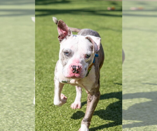 Medium Photo #4 Mutt Puppy For Sale in Hilton Head, SC, USA