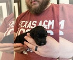 Small Photo #1 Goldendoodle Puppy For Sale in BRYAN, TX, USA
