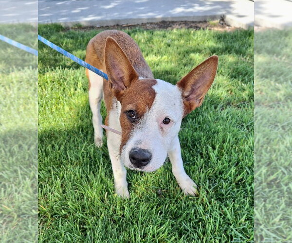 Medium Photo #3 Boxer-Pointer Mix Puppy For Sale in Missouri City, TX, USA