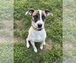 Small #2 Australian Shepherd Mix