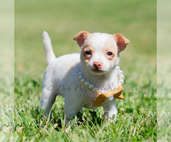 Medium Photo #78 Chihuahua Puppy For Sale in WARSAW, IN, USA