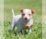 Small Photo #78 Chihuahua Puppy For Sale in WARSAW, IN, USA