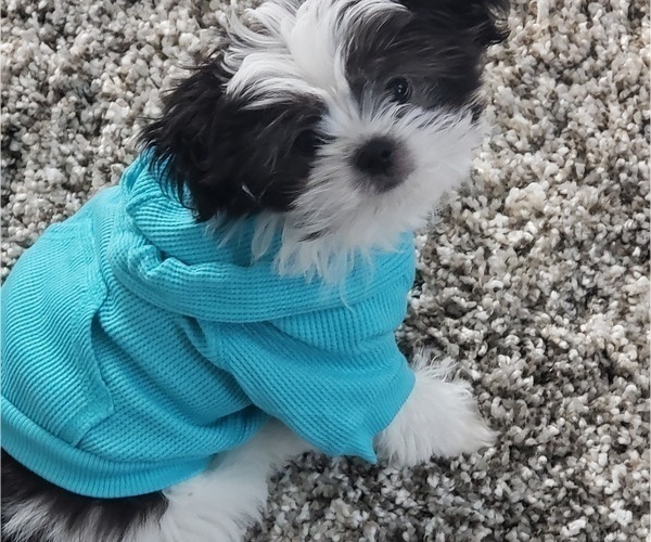 Medium Photo #1 Mi-Ki Puppy For Sale in GRANGER, IN, USA