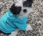 Small Photo #1 Mi-Ki Puppy For Sale in GRANGER, IN, USA