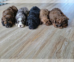 Small Photo #9 Miniature Bernedoodle Puppy For Sale in CUBA CITY, WI, USA